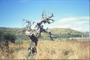 0363 PAINE - cesta od Laguna Amarga.jpg